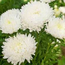 50 Princess Peony White Chrysanthemum S.EED - 100SEEDS - 查看 6
