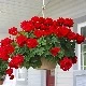 100Plants  Geranium-UV Resistant Outdoor Plants, Vibrant Artificial Green Plants, Suitable For Wedding, Engagement And Home Decoration Cold-Resistant And Suitable For All Seasons, Suitable For DIY Garden, Home Garden, Flowerpots And Courtyards-Ideal Gardening Gifts - 26 hạt giống - Xem 5