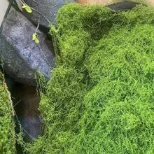 100g/Pack Artificial Moss - Natural Outdoor/Lawn Use, Durable Non-Fading Maintenance-Free Gardening Decor, Suitable For DIY Landscaping, Planters, Rooftop Gardens, Lawns (No Watering Required/Easy To Shape) - Multicolor - View 5
