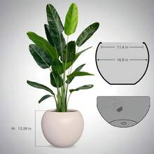 Chậu trồng cây bằng nhựa hình cầu màu trắng trang nhã, chống thấm nước - Vật trang trí lý tưởng cho cây giả và cây sung. Thích hợp sử dụng trong nhà và ngoài trời, chậu nhựa hình cầu này hoàn hảo để trồng nhiều loại cây xanh, cây mọng nước và dương xỉ, là vật trang trí tuyệt vời cho không gian nhà và văn phòng. Đặc biệt thích hợp cho cây lưỡi hổ, cây ZZ và dương xỉ. - Thường xuyên - Xem 5