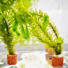 1/3/6 piezas Anillos cerámicos para plantas de acuario, diseñados especialmente para tanques de peces, proporcionando soporte estable para el paisaje. Anillos de gravedad para plantas de acuario, anillos de respiración biológica, anillos de fijación de plantas de acuario fáciles de usar, adecuados para paisajismo y decoración - Multicolor - Ver 4