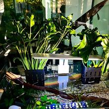 水族箱水生植物吊篮，鱼缸漂浮种植杯架，水培种植篮容器，耐用PP材质 - 适用于阿努比亚斯巴特里和其他水生植物 - 黑色 - 查看 3