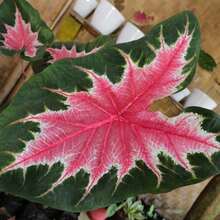 100Joker Caladium Bulbs For Decorative Planting - Rosebud, Perennial Hosta, Elephant Ear, Fancy (6 Bulbs)Ideal For DIY Gardens, Home Gardens, Flower Pots, And Courtyards - Ideal Gardening GiftGreat For Garden S.EED - 100粒種子 - 查看 1