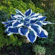 Floranza Hosta Plants S - 100 Blue Hosta Plant Leaves With White Edges, Medium-Sized Wavy Leaves Perennial For Shady Gardens, Borders, And Landscaping - 453856 - 查看 2