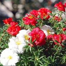 1000 S.EED-Mixed Colors, Antiques, Genetic Modification, Very Suitable For Insects, Annual Flowers-Heat-Resistant And Drought-Resistant Brilliant Flowers, Suitable For Family Gardens Cold-Resistant And Suitable For All Seasons, Suitable For DIY Gardens, Family Gardens, Flowerpots And Courtyards-Ideal Gardening Gifts-Free Delivery - Local Ready Stock - 1000 - 查看 2