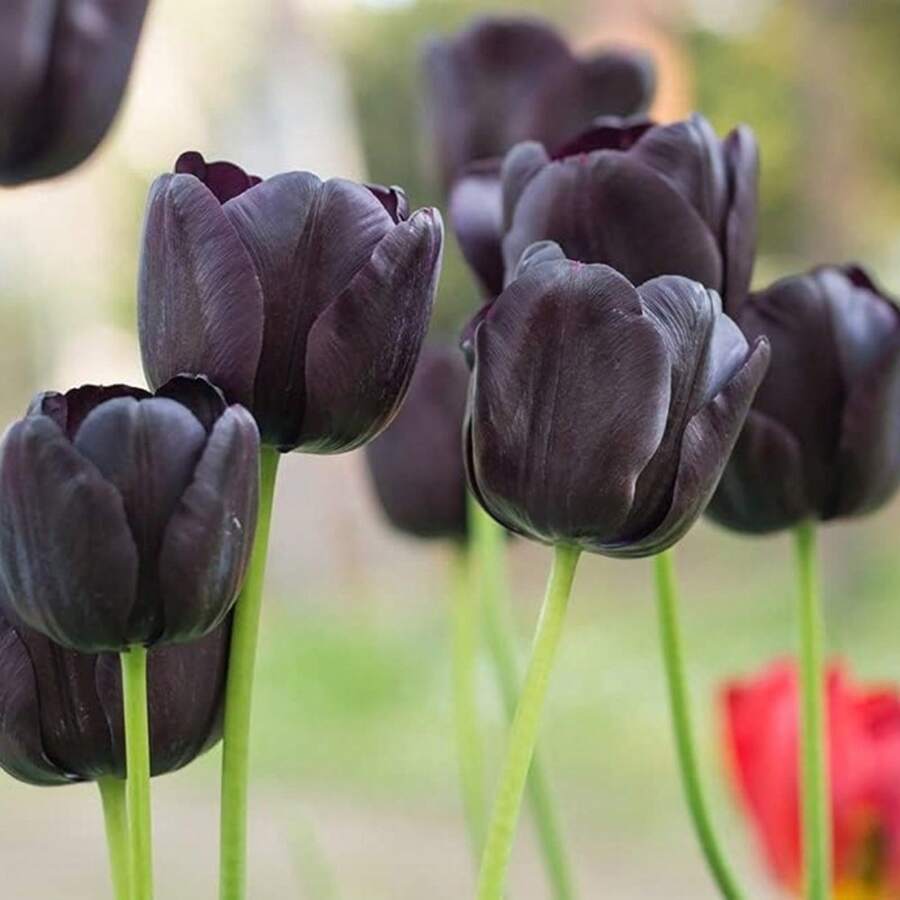 Bulbos de Tulipán Negro para Plantar, Bulbos de Tulipanes Reina de la Noche, Bulbos de Flores Perennes para Cultivo en Interiores o Exteriores, Enviados desde , EE. UU. - Bombillas SKU08072-10 - Ver 1