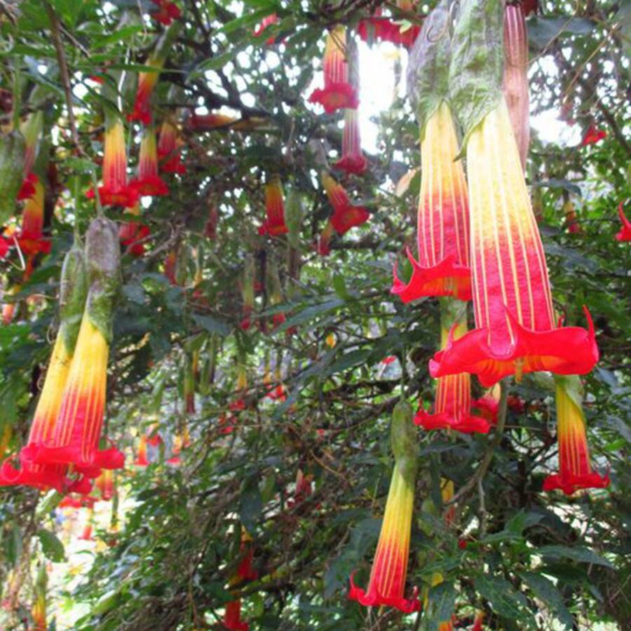 299 graines de Hookflower pour la plantation - Graines de fleurs annuelles et de plantes grimpantes, clôture d'intimité, jardin apicole, graines de fleurs - Voir 1