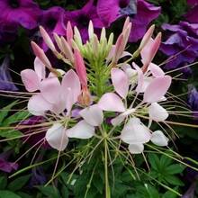 Flor Mariposa de Colores Variados para Plantar al Aire Libre, Adecuada para Entusiastas de las Plantas, Decoración Floral, Regalo Natural Cálido y Confortable - 122 piezas/s.e.e.d.s - Ver 2