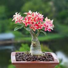 236 piezas de semillas de rosa del desierto multicolor, muy vendidas, tienen una alta tasa de germinación, adecuadas para plantar en balcones o sembrar. - 236 - Ver 4