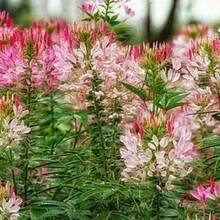 Flor Mariposa de Colores Variados para Plantar al Aire Libre, Adecuada para Entusiastas de las Plantas, Decoración Floral, Regalo Natural Cálido y Confortable - 122 piezas/s.e.e.d.s - Ver 8