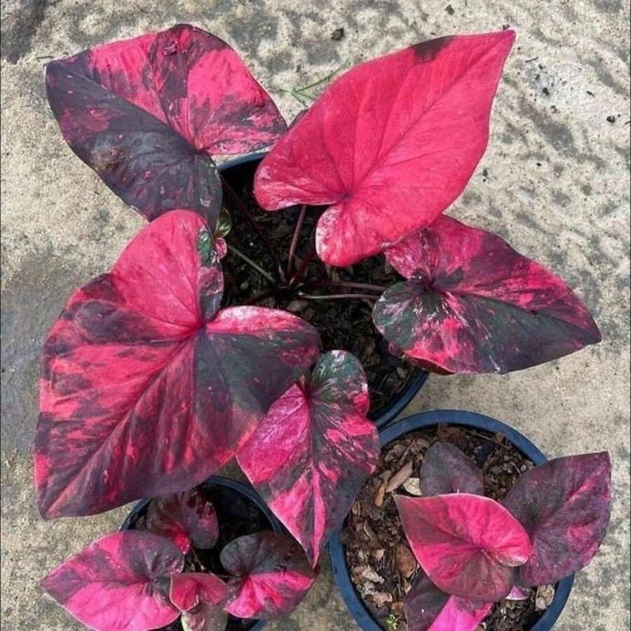 284 Caladium Bicolor  Planting - 284 - 查看 1