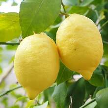 51 piezas de árbol de limón Mel Dwarf, hoja ancha perenne perfumada, bajo mantenimiento, atrae abejas y mariposas, para macetas, plantas de jardín interior, frutal. - nm-51 - Ver 2