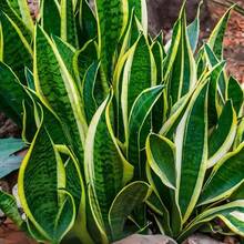 Real Snake Plant Sansevieria Trifasciata Superba  Low Maintenance Indoor House Plant In Pot, Mother In Law Tongue Sansevieria Plant - 55件 - 查看 9