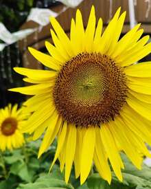 BIG GARDEN - Semillas de Girasol Cabeza Grande (100 unid) - Multicolor - Ver 4