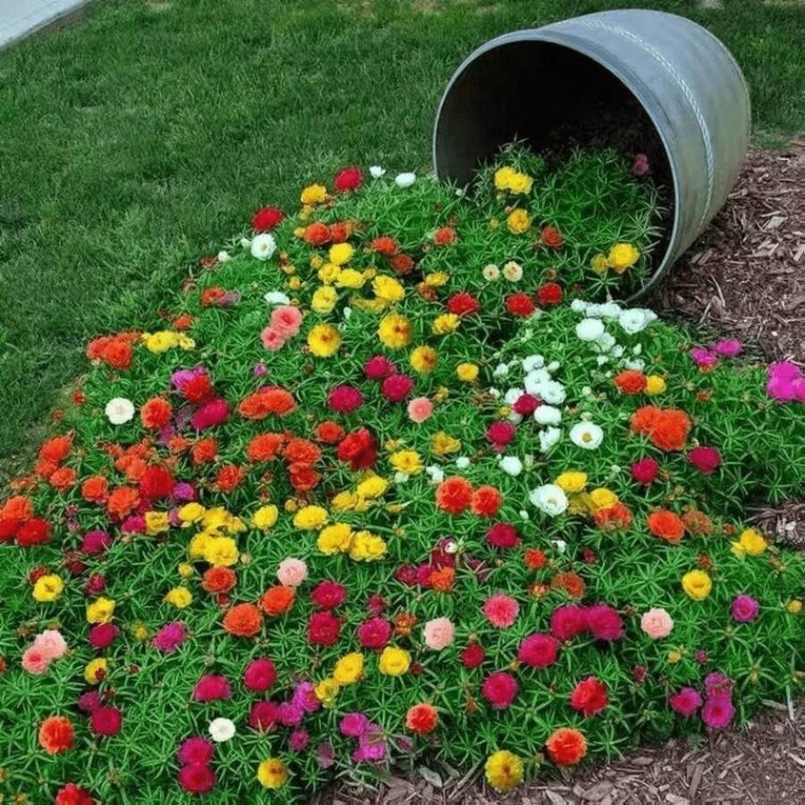 ひまわりの種、二葉混合色のバラ、モスフラワーの種、室内バルコニー鉢植え用の花の種 - 3パック(900ピース入り) - チェックする 1