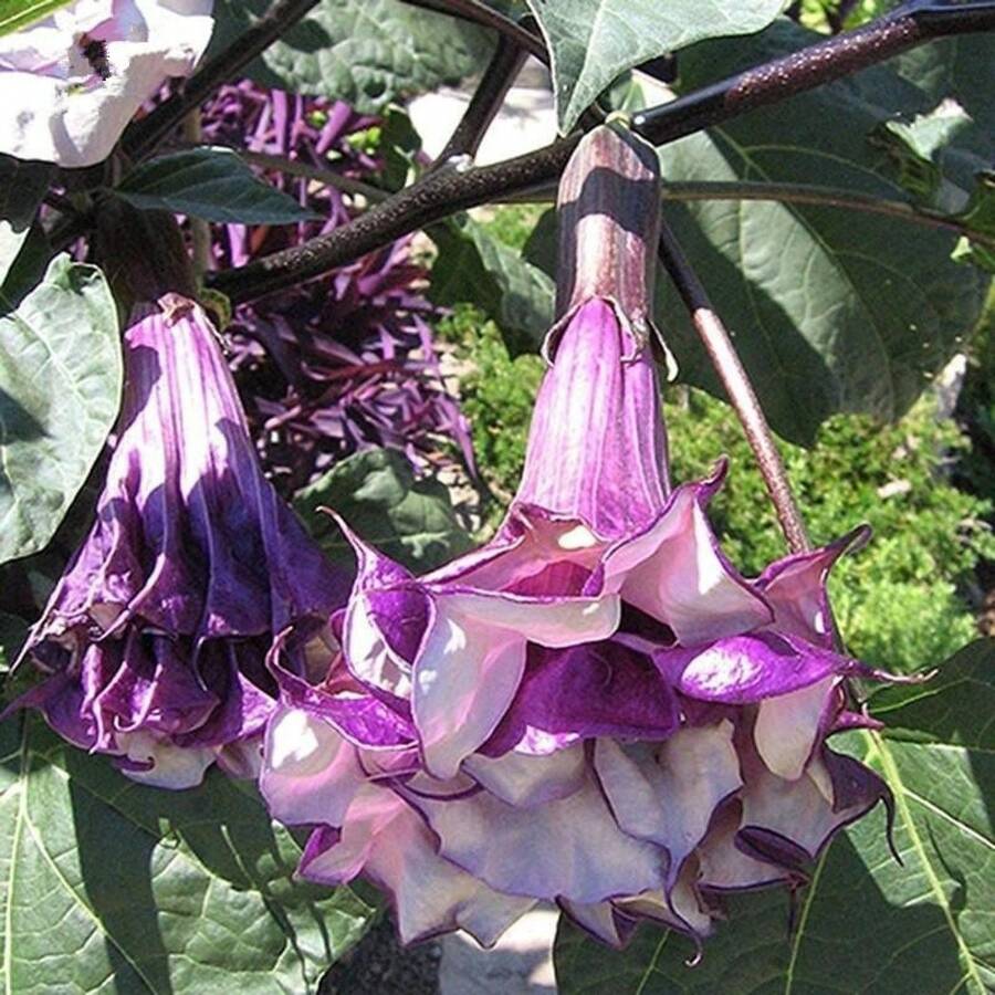 210 piezas de jazmines morados Blumencia, pino enano en maceta, y ángel de las flores. - 210 - Ver 1