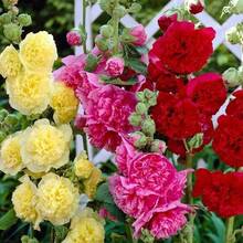 Fresh Flowers - 1PCS - 查看 5