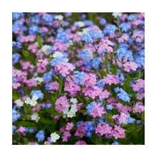 Semillas Mixtas de Ipomoea para Plantar, Maravillosa Enredadera Trepadora Heredada, Hermosas Flores Perennes - 100 piezas/semilla - Ver 12