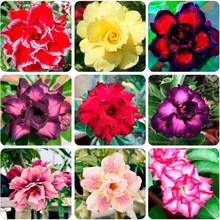 25 Rosas del Desierto para Plantar, Rosas Tropicales Exóticas Perennes, No Modificadas Genéticamente, Variedad Tradicional - 25 piezas - Ver 9