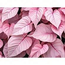 Planter Pinkyy Swear Caladium - 150 PCSS E E D - 150 Seeds - View 1