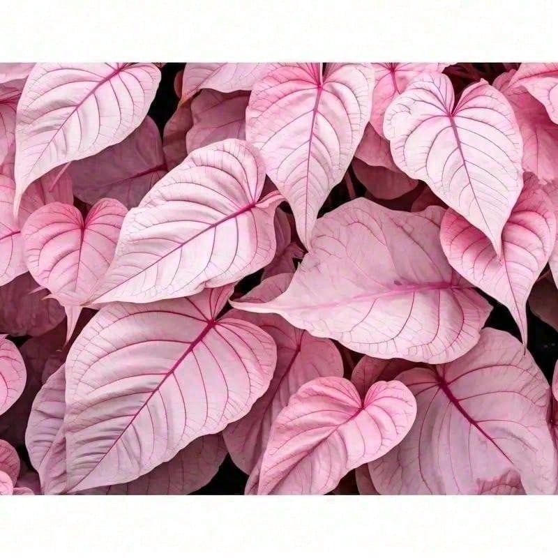 Planter Pinkyy Swear Caladium - 150 PCSS E E D - 150 Seeds - View 1