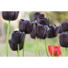 Bulbos de Tulipán Negro para Plantar, Bulbos de Tulipanes Reina de la Noche, Bulbos de Flores Perennes para Cultivo en Interiores o Exteriores, Enviados desde , EE. UU. - Bombillas SKU08072-10 - Ver 11