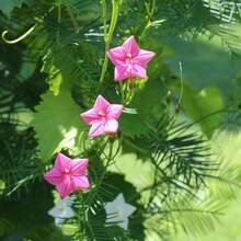 1000 graines de fleur de plume-fleur de vin, fleur en forme d'étoile à cinq branches, plante grimpante, plante en pot pour le balcon, graines de fleurs de quatre saisons, plantes grimpantes pour le jardin - 1000 pièces - Voir 2