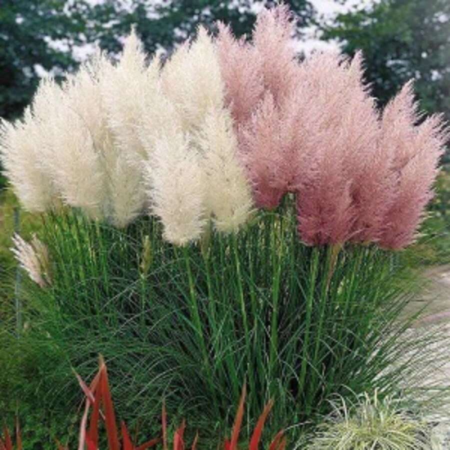 Hierba de la pampa, plantas para plantar, flores, frutas, vegetales, bonsáis - 100 - Ver 1
