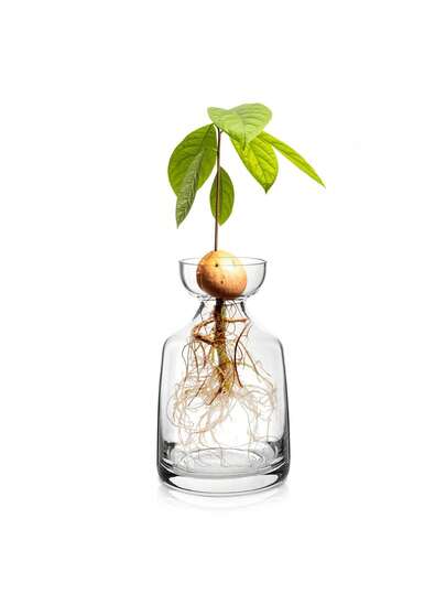 1 bình hoa thủy tinh hình cây bơ - Bộ dụng cụ trồng cây bơ, chậu hoa hình quả sồi, bình hoa thủy tinh hình bóng đèn để trang trí nhà cửa, bàn làm việc, trong nhà.