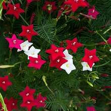 1000 graines de fleur de plume-fleur de vin, fleur en forme d'étoile à cinq branches, plante grimpante, plante en pot pour le balcon, graines de fleurs de quatre saisons, plantes grimpantes pour le jardin - 1000 pièces - Voir 3