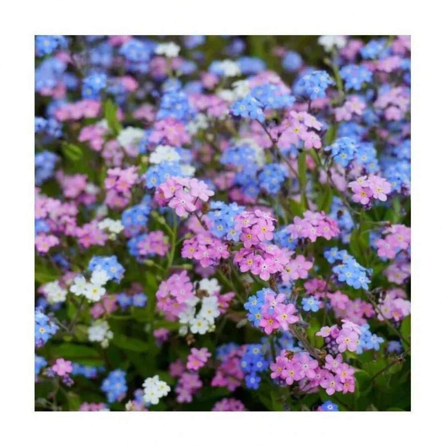 Semillas Mixtas de Ipomoea para Plantar, Maravillosa Enredadera Trepadora Heredada, Hermosas Flores Perennes - 100 piezas/semilla - Ver 1