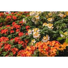 250 Mixed Hybrid Seeds Of Rhododendron Spp. Mixed Colors Flowers Sunshade Shrub Plant Seeds For Outdoor Gardening Nature - Variant 1 - View 3