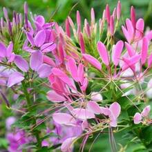 Flor Mariposa de Colores Variados para Plantar al Aire Libre, Adecuada para Entusiastas de las Plantas, Decoración Floral, Regalo Natural Cálido y Confortable - 122 piezas/s.e.e.d.s - Ver 12