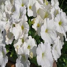 150 Semillas de Flor de Luna Blanca, Semillas de Flor de Luna Blanca para Cultivar Flores Blancas Trepadoras que Atraen Abejas, Colibríy Mariposas/Monarcas. - 150 unidades - Ver 5