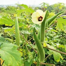 ás de 300 okras sin espinas de Clemson para plantar - Jardín Fresco - 300 - Ver 3