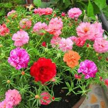ひまわりの種、二葉混合色のバラ、モスフラワーの種、室内バルコニー鉢植え用の花の種 - 3パック(900ピース入り) - チェックする 4
