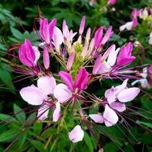 Flor Mariposa de Colores Variados para Plantar al Aire Libre, Adecuada para Entusiastas de las Plantas, Decoración Floral, Regalo Natural Cálido y Confortable - 122 piezas/s.e.e.d.s - Ver 7