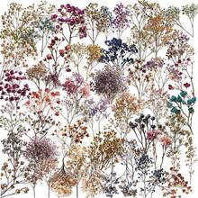 50 piezas Colección de flores secas Pegatinas de registro PET Materiales decorativos hechos a mano para scrapbooking, diario, álbum, manualidades, suministros para scrapbooking - 1 juego - 50 piezas - Ver 13