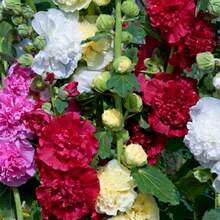Fresh Flowers - 1PCS - 查看 3