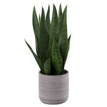 Briful - Planta de serpiente falsa de 16 pulgadas planta de serpiente artificial con maceta de cemento planta de sansevieria perfecta para la casa sala de estar oficina regalo de inauguración de - Verde02 - Ver 9