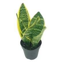 Real Snake Plant Sansevieria Trifasciata Superba  Low Maintenance Indoor House Plant In Pot, Mother In Law Tongue Sansevieria Plant - 55件 - 查看 3