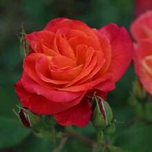 Heirloom Roses - Planta de Rosas Trepadoras - Piñata Climber Bush, Rosa Naranja y Amarilla, Planta Viva para Plantar al Aire Libre - 200 unidades - Ver 10