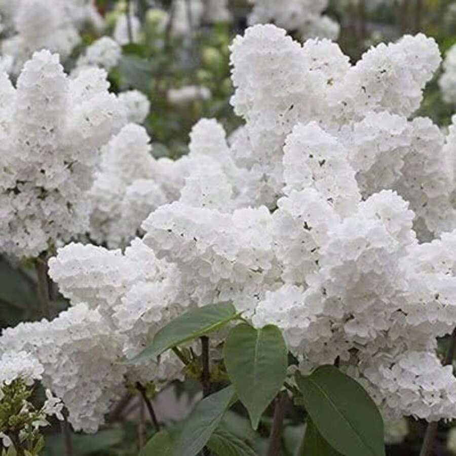 Semillas de lila blanca, flores perennes de exterior, plantas perennes de cobertura del suelo, céspedes trepadores, plantas de interior y exterior, flores para plantar, hierbas, vegetales, frutas, jardinería, regalos naturales para amantes de las plantas, entrega local. - 30 piezas/semilla - Ver 1