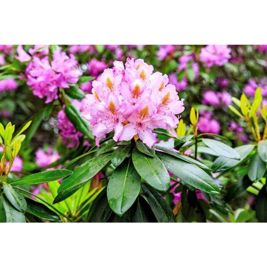 250 Mixed Hybrid Seeds Of Rhododendron Spp. Mixed Colors Flowers Sunshade Shrub Plant Seeds For Outdoor Gardening Nature - Variant 1 - View 1