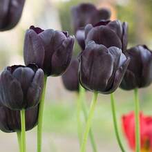 Bulbos de Tulipán Negro para Plantar, Bulbos de Tulipanes Reina de la Noche, Bulbos de Flores Perennes para Cultivo en Interiores o Exteriores, Enviados desde , EE. UU. - Bombillas SKU08072-10 - Ver 2