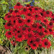 50 semillas de Echinacea Sombrero Salsa de color rojo para plantar - Semillas de flores perennes para bonsái, para cultivo en interiores y exteriores, no transgénicas, heredadas. - 50 unidades - Ver 1