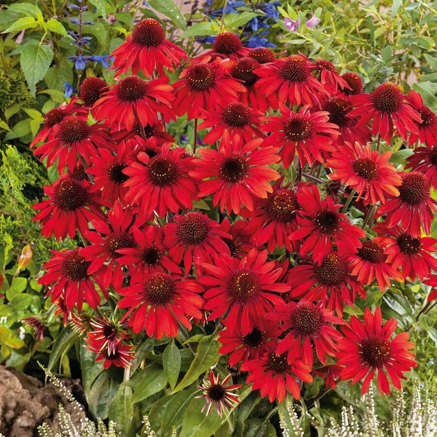 50 semillas de Echinacea Sombrero Salsa de color rojo para plantar - Semillas de flores perennes para bonsái, para cultivo en interiores y exteriores, no transgénicas, heredadas. - 50 unidades - Ver 1