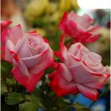 186 piezas de rosas rosas, arbustos floreados, arbustos perenes, plantas floreadas, flores exuberantes - 186 - Ver 3
