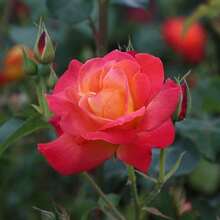 Heirloom Roses - Planta de Rosas Trepadoras - Piñata Climber Bush, Rosa Naranja y Amarilla, Planta Viva para Plantar al Aire Libre - 200 unidades - Ver 9