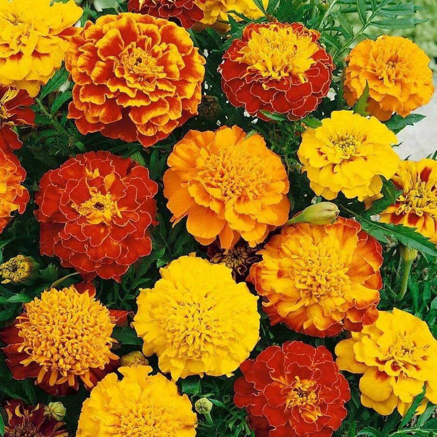 1000 piezas de semillas de caléndula francesa - flores vívidas, fáciles de cultivar, ideales para jardines, macetas y control natural de plagas - 1000 semillas - Ver 1